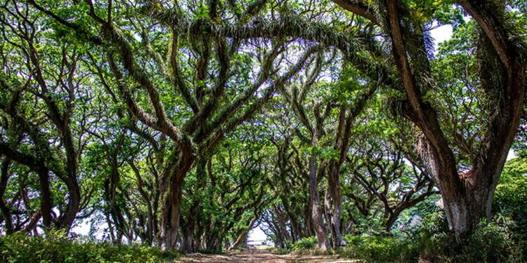 4 rekomendasi wisata Banyuwangi untuk libur akhir tahun