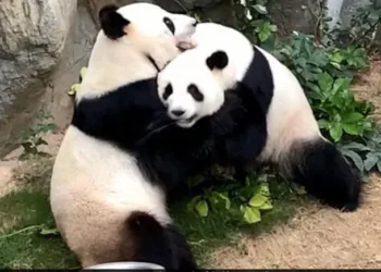 Dua panda raksasa berada bersama di area kandang