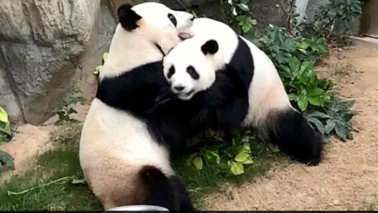 Dua panda raksasa berada bersama di area kandang