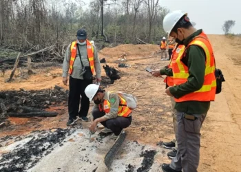 Petugas berseragam dan memakai helm keselamatan memeriksa tanah serta vegetasi bekas terbakar di area hutan