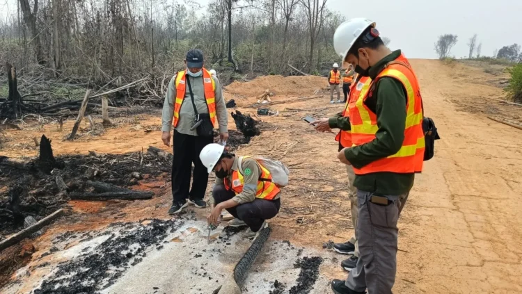 Petugas berseragam dan memakai helm keselamatan memeriksa tanah serta vegetasi bekas terbakar di area hutan