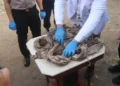 Petugas bersarung tangan biru memeriksa bungkusan kain kusam di atas meja, dikelilingi beberapa orang
